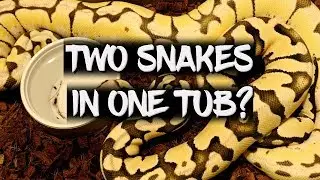 Two snakes in one enclosure?