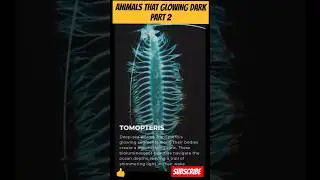 #shorts#animals glow in dark #shortsfeed #youtubeshort ##shortvideo#viralvideo