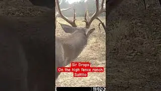 High fence deer in Texas #deer #whitetaildeer #whitetail #lancevick