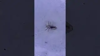 Pediculus humanus var. capitis