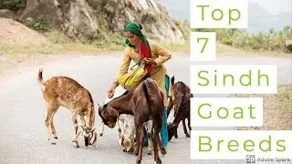 Top 7 Sindh Goat Breeds | Bakra Show