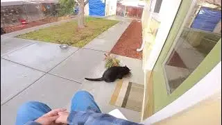 Черная кошка