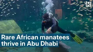 Rescued African manatees settle into Abu Dhabi&rsquo;s National Aquarium