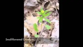 Ganondagan - FortHill Wildflowers