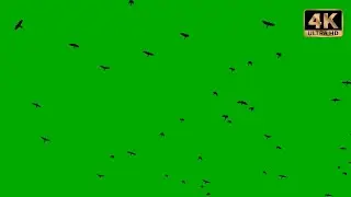 birds flying green screen 4k