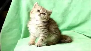 ny 24 female golden shadet