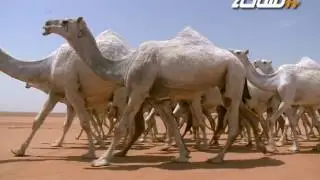 مسيرة علي عميش الحريص المطيري