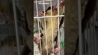 He deserve to be free -#iphone16promax #4k #squirrel #freedom#animals #nature #free