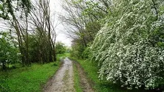 1689 Beegden (Limburg, NL) 9,8 km