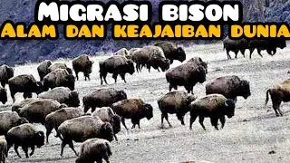 Rahasia perjalanan besar migrasi bison yng jarang diketahui