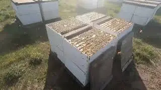 medicating bees with formic acid strips