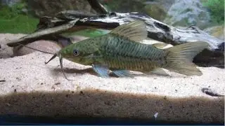 Algunos nuevos integrantes del acuario aut&oacute;ctono.