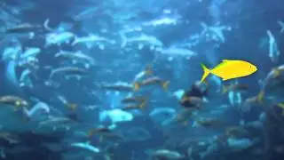 Guide to Tropical Marine Fish App Trailer