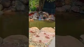 Before and After Old Koi Pond Replaced 💦  #shorts #koipond #beforeandafter #pond #garden