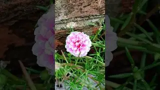 Hand Cross Pollination Method in portulaca to Create New Colour Flower || #shorts #handpollination