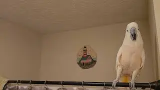 Ещё один разговор о купании какаду 🚿