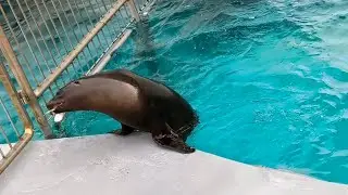 南知多ビーチランドに行ったら赤ちゃんアシカがいました🦭