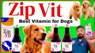 zipvit syrup uses in hindi || zipvit syrup for dogs uses || zipvit for dogs ||