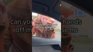 Zimbabwe little pimp #meme #karen #funny #fypシ
