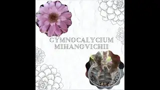 Gymnocalycium Mihanovichii