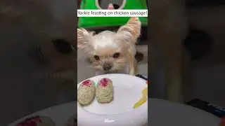 #YorkieASMR #HomemadeDogFood #PetCooking #PetLove