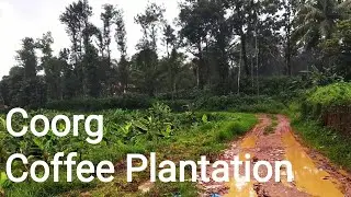 Coorg Coffee Plantation Stay| Coorg Tourism | Coorg Roadtrip from Bangalore| Kodagu Madikeri Tourism