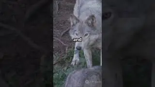 Fun Facts About the Wolf Pack #WolfPack #AnimalFacts #FunFacts #NatureLovers #Trending #Viral