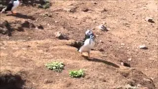 Seagull Attacking Puffin