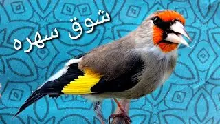 Gold Finch Singing / Afghanistan Gold In Parachinar / Kabul Bird Sounds