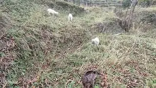 What Do Baby Goats Eat in Winter? 🐐 Winter Grazing Tips & Facts#goat #goatsfaming #cute