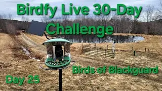 Birdfy Live 30-day Challenge 5/1 #birdfylive #birdfy30daychallenge #birdfy