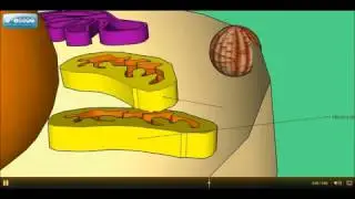 3D animated and guided tour of an animal cell