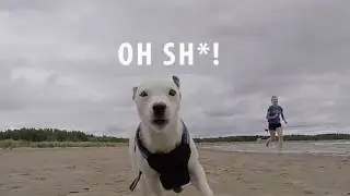 Dog running on the beach crashes into GoPro camera in slow motion