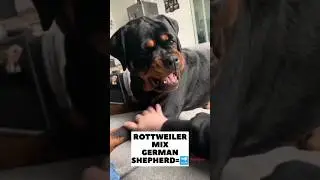 German shepherd dog mix Rottweiler Dog 🥵🔥 #shorts #dog #dogs #crossbreed