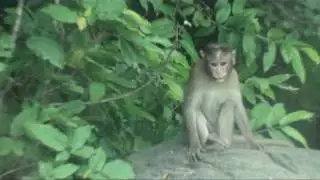 Bonnet Macaque at Monkey Hill