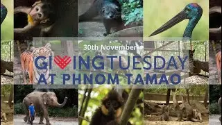 Giving Tuesday comes to Phnom Tamao Wildlife Rescue Centre