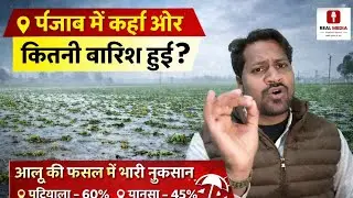 पंजाब में कहां और कितनी बारिश हुई || आलू की फसल में भरी नुकसान कहा पर हुआ है || Aalu Ki Kheti 