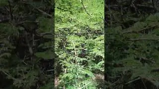 babool ka ped #shortvideo #viral #nature #lovenaturephotography #yutubeshorts #short#kante