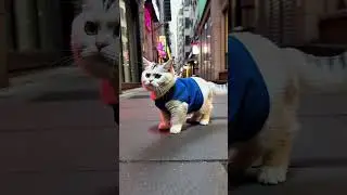 🗺️ Where am I, meow? #tokyo  #lostcat  #wanderlust #cat