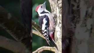Beautiful spotted woodpecker images #woodpecker #nature #woodpeckerimages #relax #relaxation