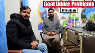 Goat Udder Problems | Mastitis In Goats Dr Mudasir Lahore 2024