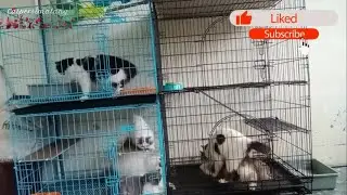 Breeding / kucing kawin ( peaknose vs exotic )