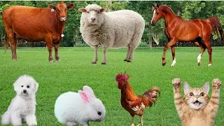 Сельская жизнь: овцы, кошки, собаки, кролики, обезьяны, коровы, попугаи, лошади, утки &mdash; звуки жив...