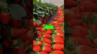 Hybrid Strawberry Cultivation 🍓  Modern High-Yield Farming Tips#Shorts