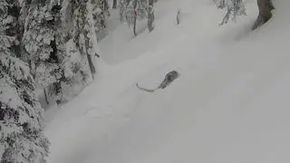Skier Almost Runs Over Snow Leopard -2017