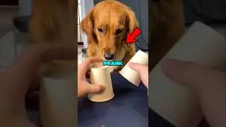 Никогда не разыгрывайте свою собаку таким образом‼️😭😭