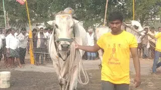 నర్సారావుపేట సీనియర్**6. వ MVSR బుల్స్ మార్తల వెంకటసుబ్బరెడ్డి,రంగసాయిపల్లె, వైయస్సార్ జిల్లా
