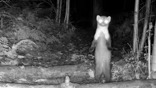 Best of Geuzenbos 2021 Night Captures from the Woods