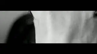 Sus Barbatus!