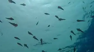 Diving Hurghada. Come and join us for the Best Diving in Hurghada.